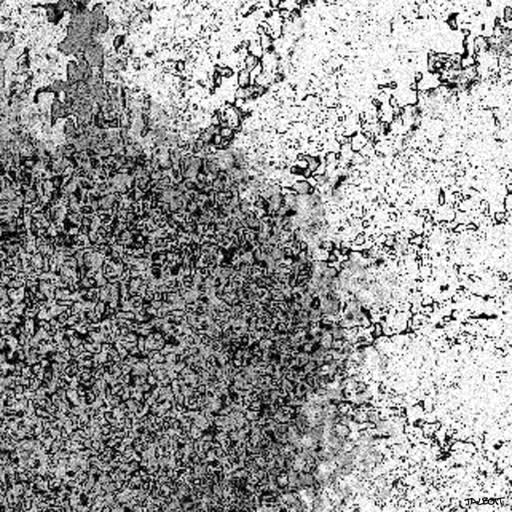 Hand-drawn flower imagery reworked in Photoshop